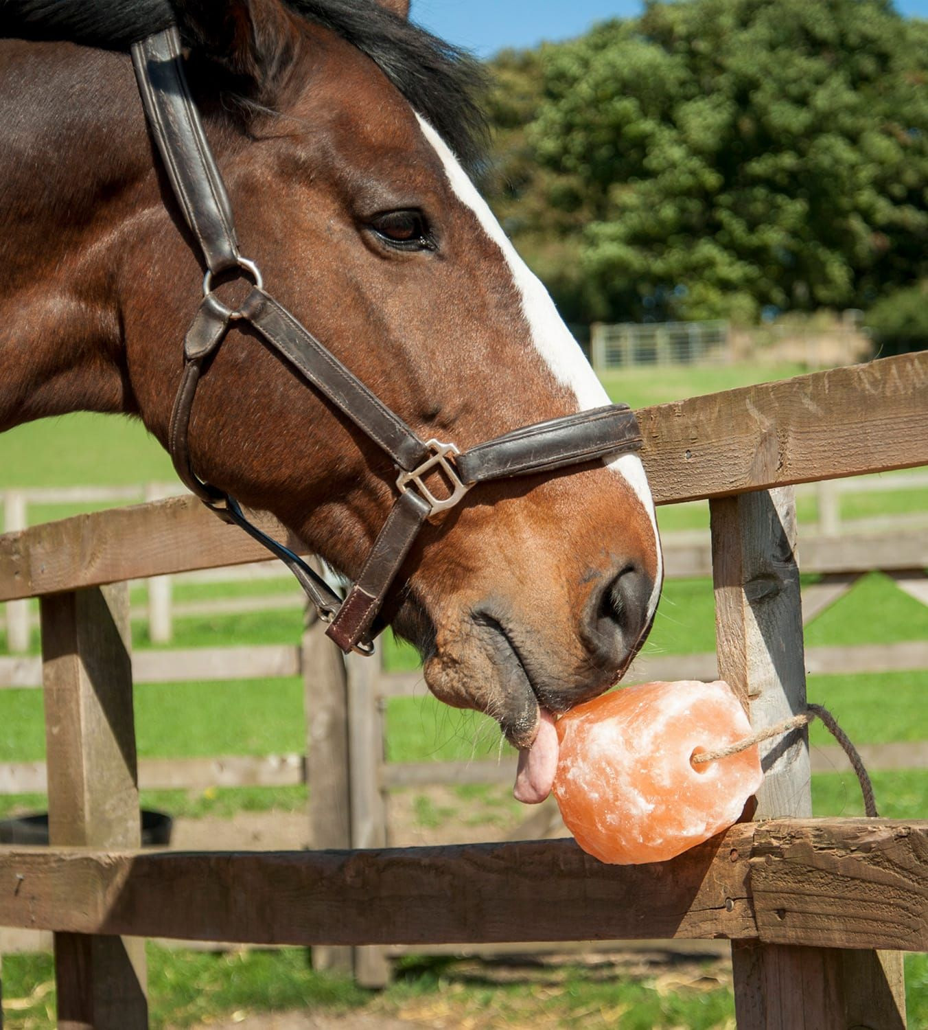 Himalayn Animal Lick Salt